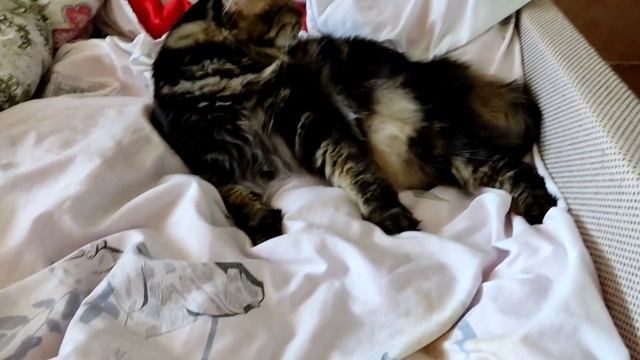 Умывается и мурлычет кошечка Сима.