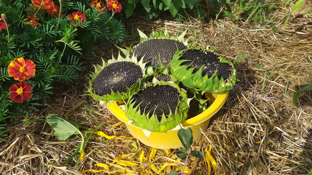 Ещё один год в деревне. Сезон 2021..mp4