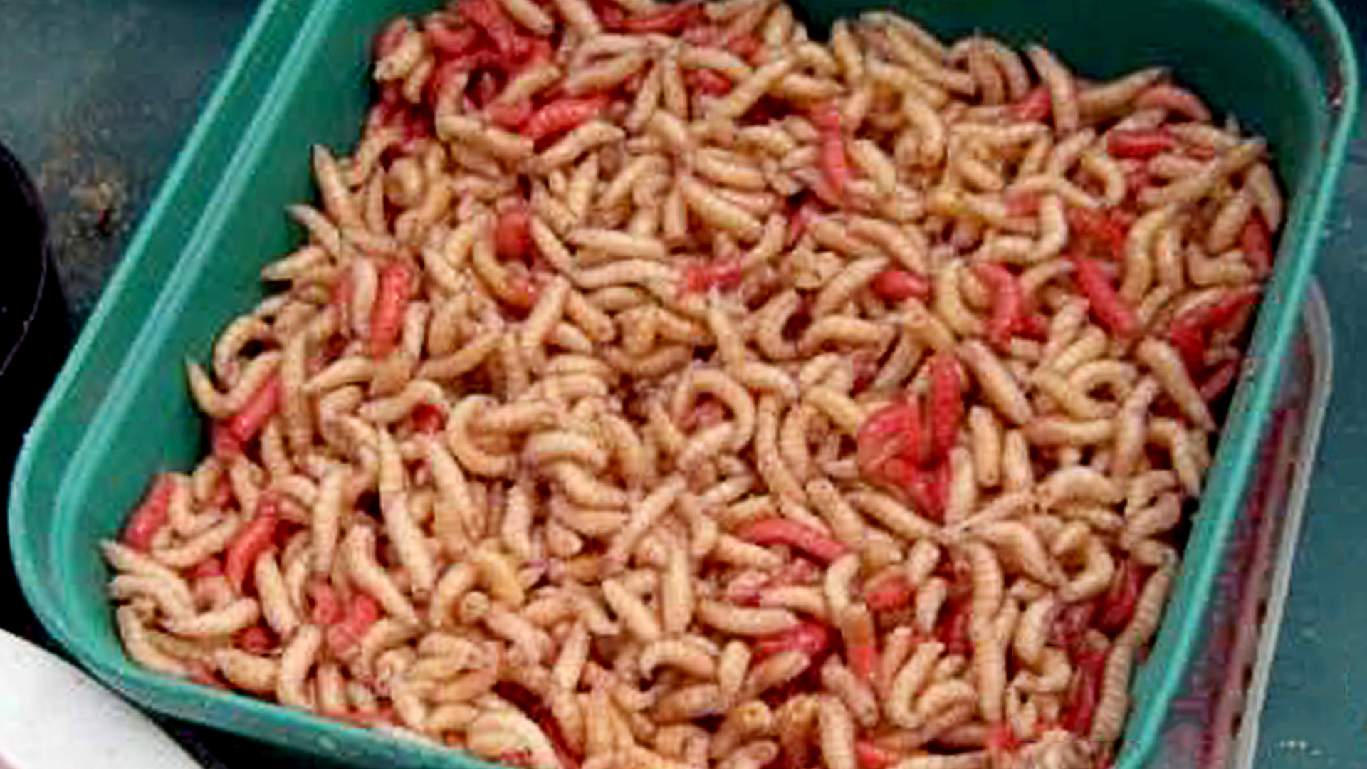 Как долго хранить опарыша. Два способа.