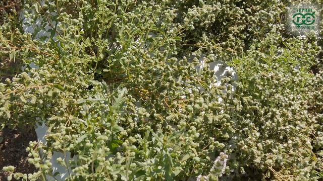 Ароматные травы на вашем участке