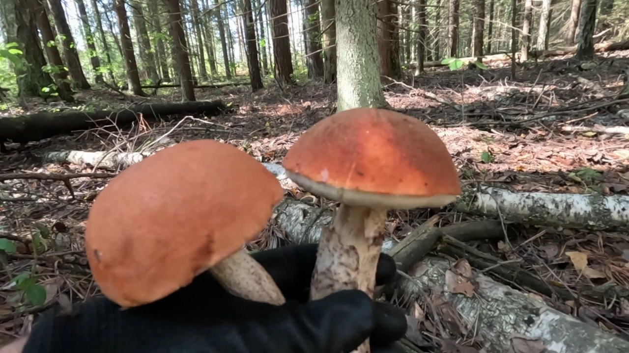 Грибы в засуху. Этот лес еще ни разу не подводил. Возвращаюсь из леса с грибами