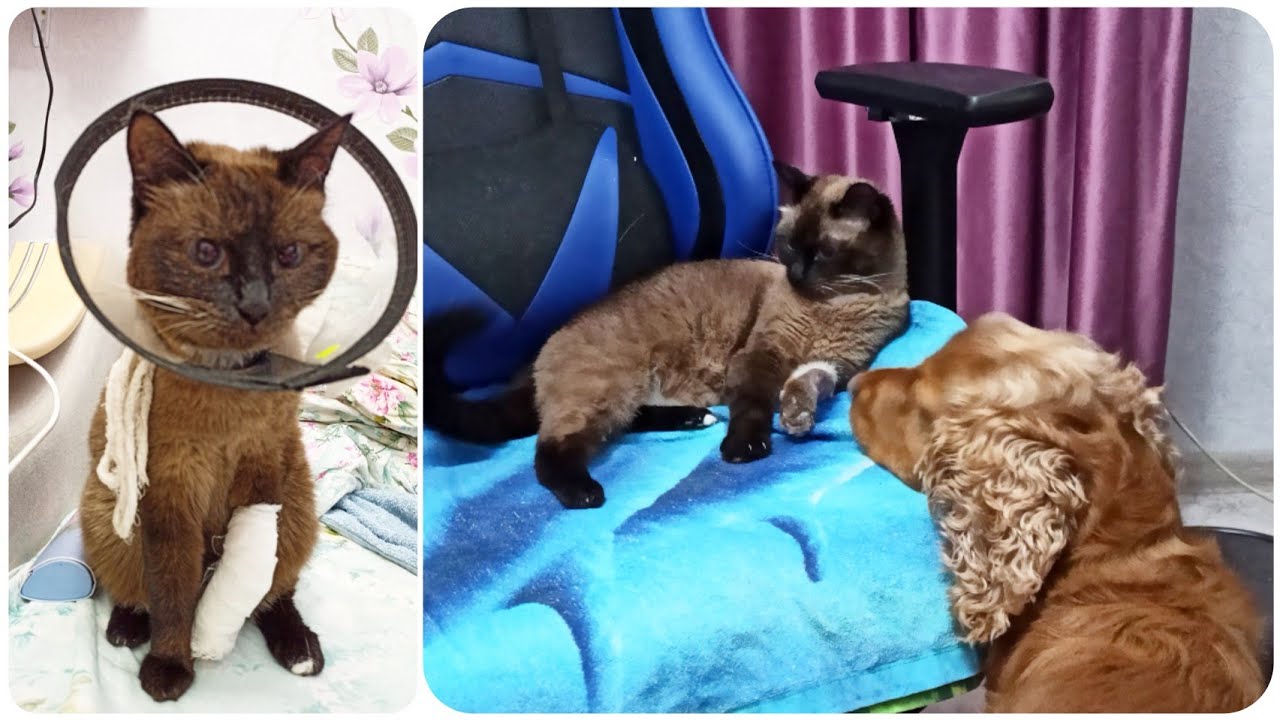 Три месяца ежедневного лечения не прошли зря! Слабонервным не смотреть.