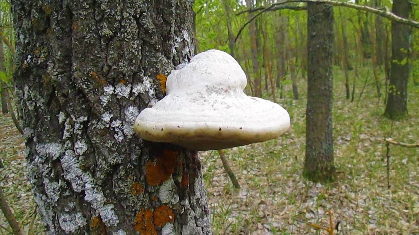 Грибы-трутовики на стволах деревьев