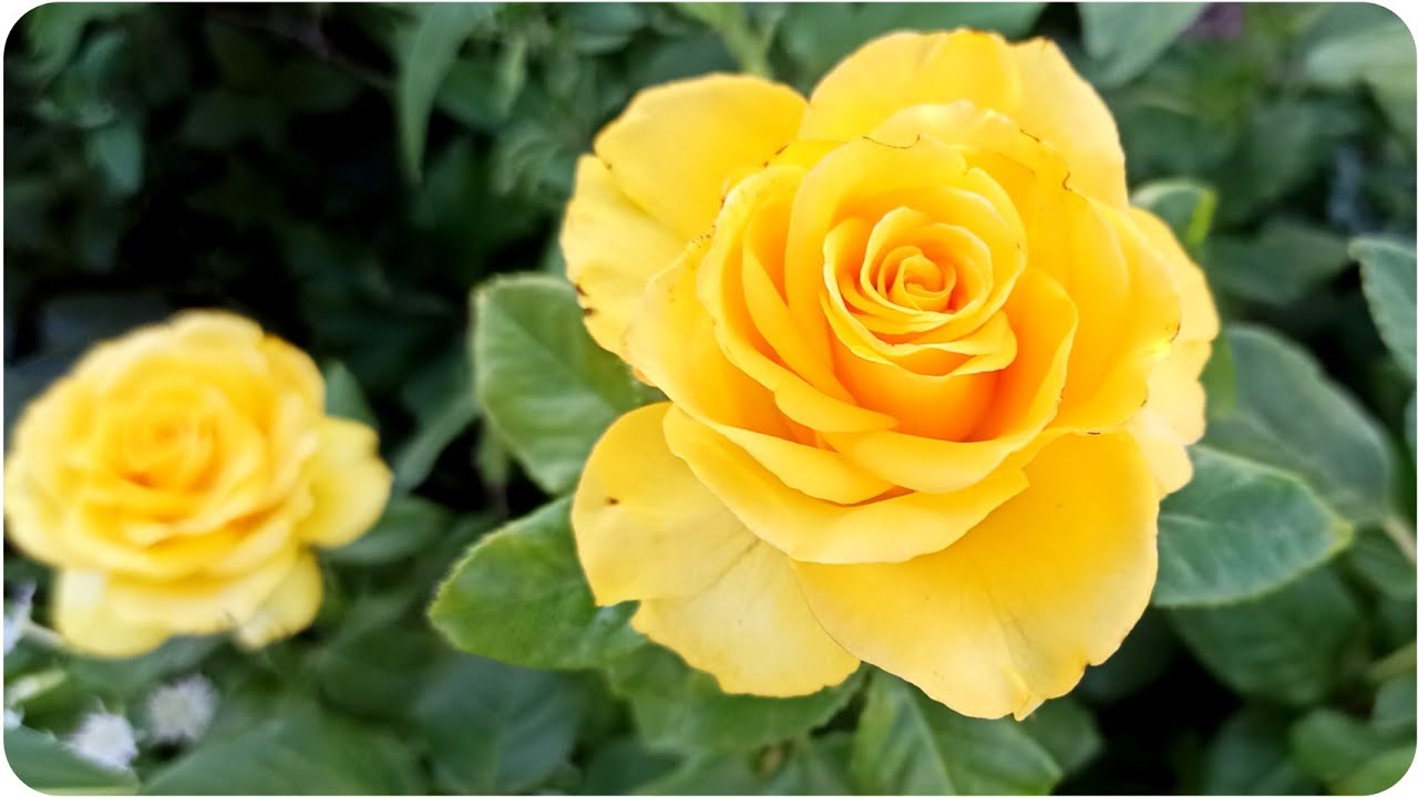 Зацвели розы, купленные в это году ❤ Наш Сад-огород.