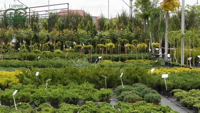 Компании ГАВРИШ - 29 лет! В чем секрет успеха агрофирмы?