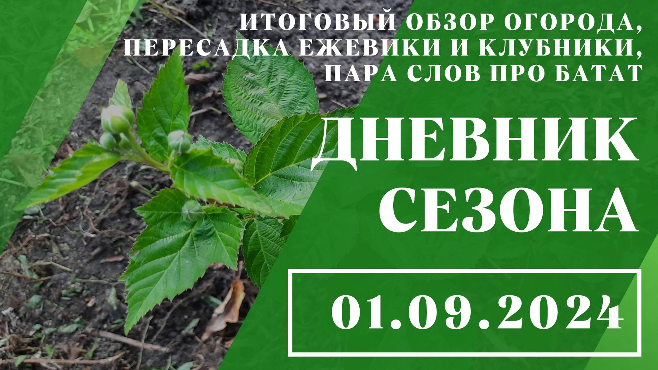 Итоговый обзор огорода, пересадка ежевики и клубники, пара слов про батат // 01.09.2024