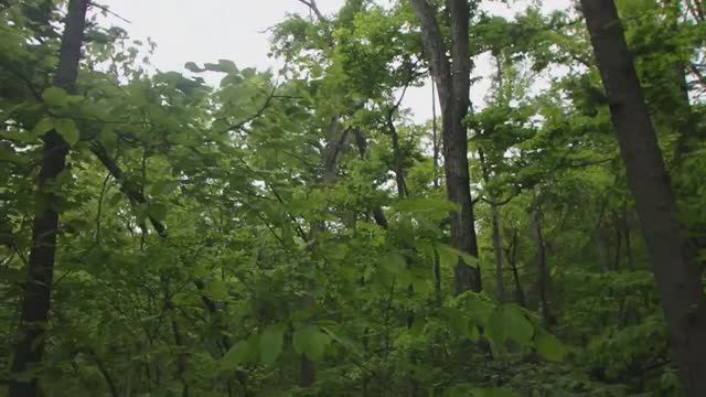 Уссурийская тайга. Проблемы ориентирования