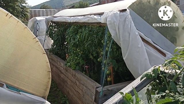 Сибирь. Обзор и дегустация томата Козула 141- Плиссированное бычье сердце