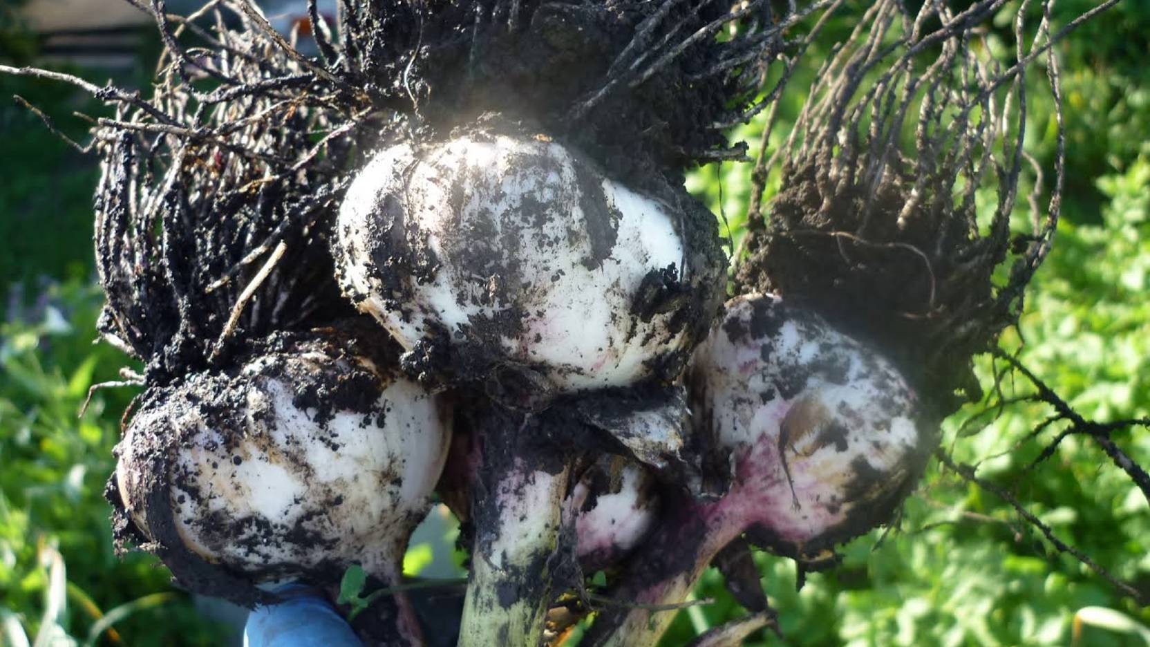 Чеснок. СОВСЕМ НЕ ТРУДНО ВЫРАСТИТЬ ЧЕСНОК С КУЛАК! Советы по Уборке и Хранению Чеснока.