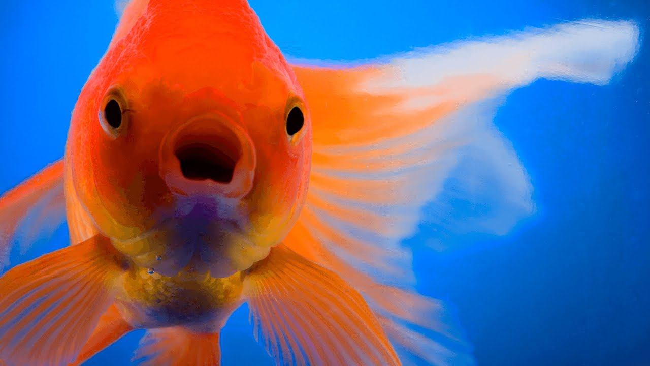 ТОП-5 СТРАШНЫХ МОРСКИХ ТВАРЕЙ