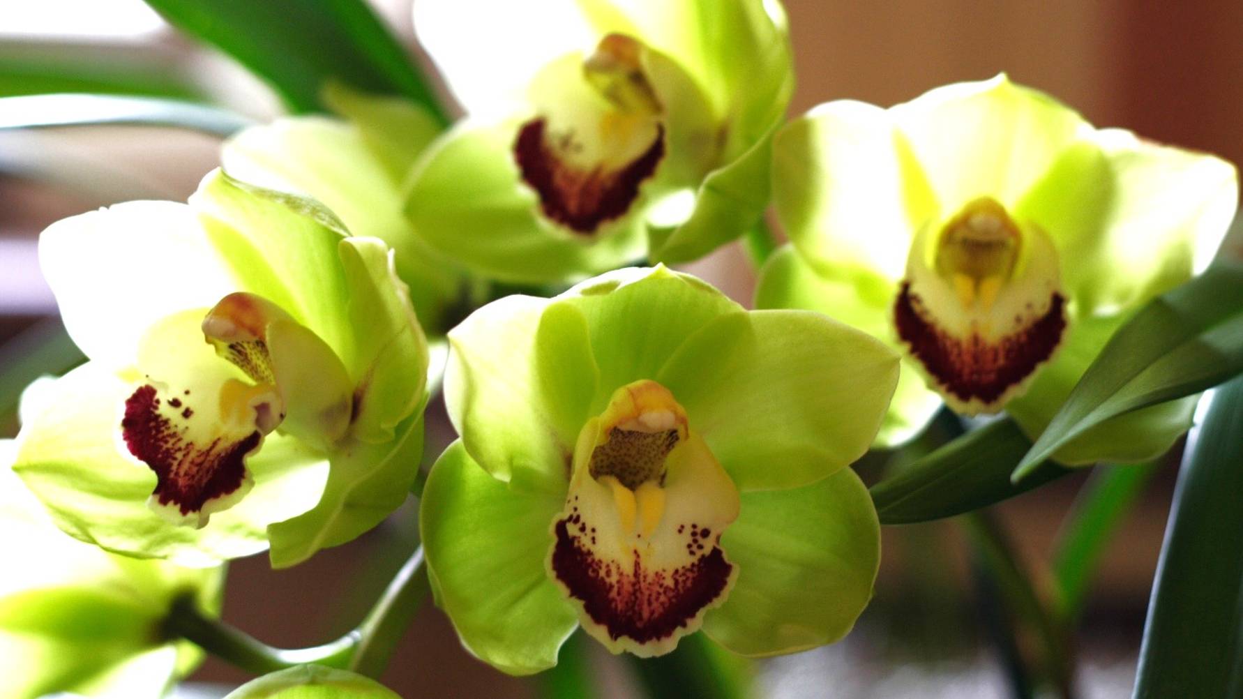 Цветы  дарим женщинам! Орхидея - изысканный тропический цветок, влюбивший в себя россиян.