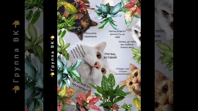 Снова про Наташ, котиков и цветы?Юмор в картинках?Комнатные растения?#shorts #котики #юмор #цветы