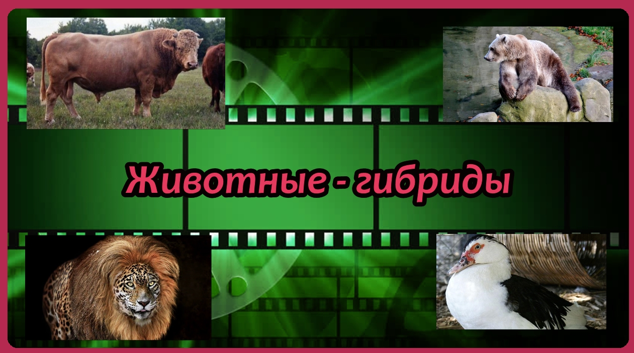 Животные - гибриды
