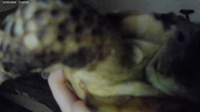 Тишка шипит