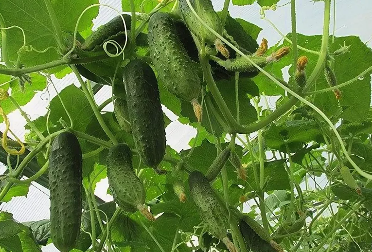 ЧЕМ ПОДКОРМИТЬ ОГУРЦЫ ДЛЯ УВЕЛИЧЕНИЯ УРОЖАЯ.Моя очередная подкормка.