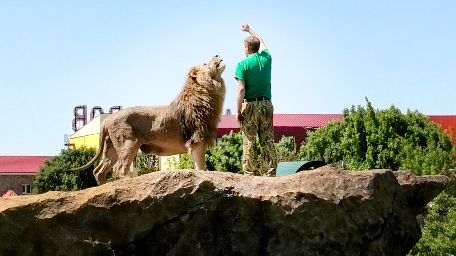 Как заманить льва на скалу славы? Смотри и учись ? Тайган