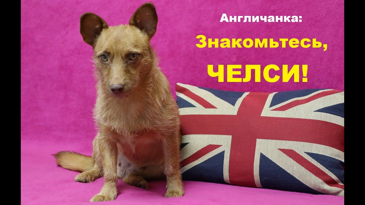149. Лисёнок с человеческими глазами. Знакомьтесь, наша новая собачка Челси!
