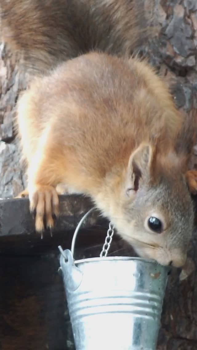 Молодая белка утоляет жажду