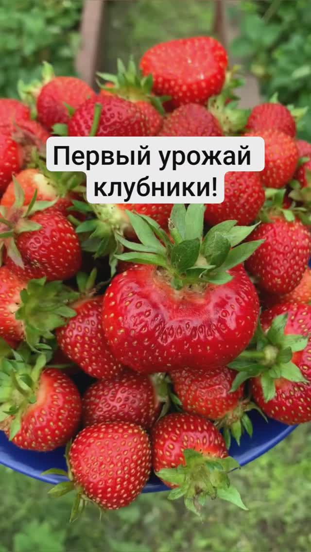 Первый урожай клубники! Всё не зря...