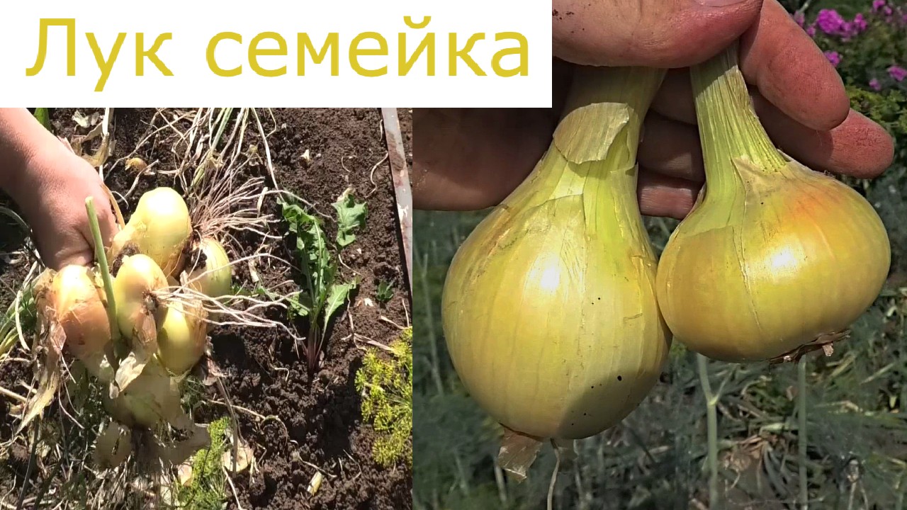 Лук семейный, как репка из севка!