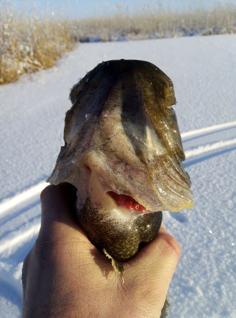 Супер клёв ротана. В поисках огромной рыбы?. Super Biss Rotana.