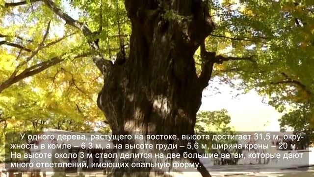 Гигантские старые гинкго в Северной Корее