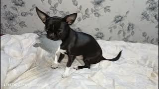 Чишка и игрушка кабан, жадина.