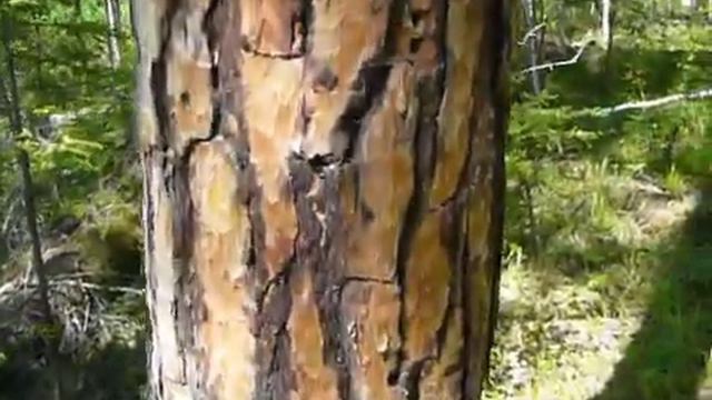 Ориентирование в елово-березовом лесу (продолжение) 36