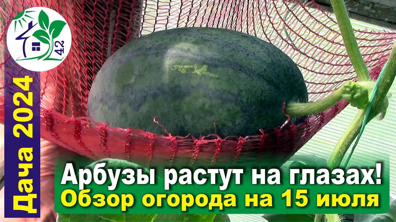 Арбузы растут на глазах! - Обзор огорода на 15.07.2024