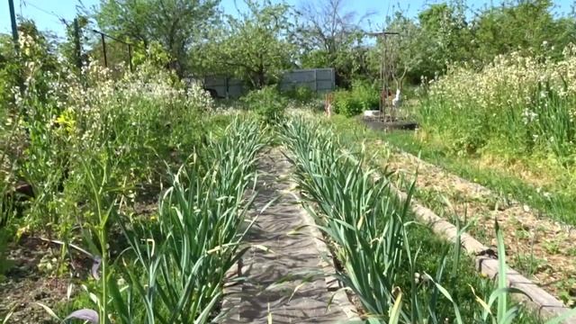 ПРИРОДНЫЙ ОГОРОД ТРУФАНОВЫХ В КАЛУЖСКОЙ, НАЧАЛО МАЯ  .
