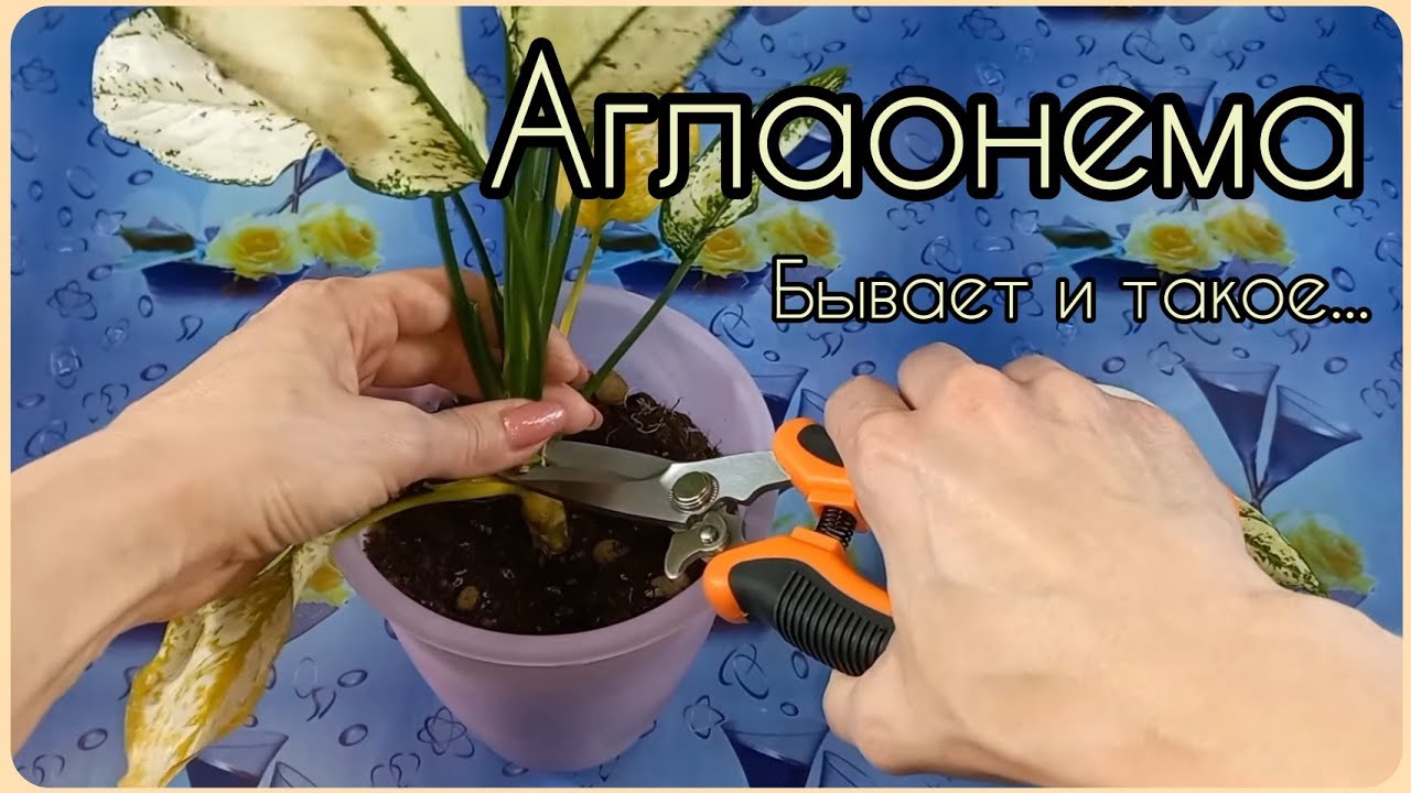 Оправдала свою репутацию дважды?Аглаонема Фёрст Даймонд снова словила болячку и пытается погибнуть