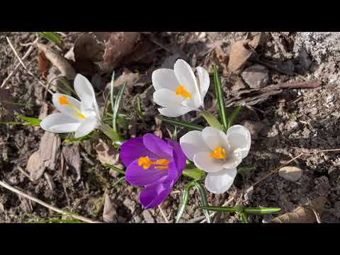 Апрель в Саду. 23 апреля 2023