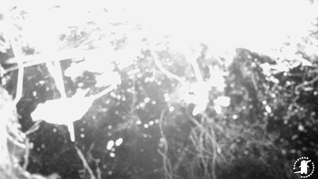 Фотоловушки и выхухоль