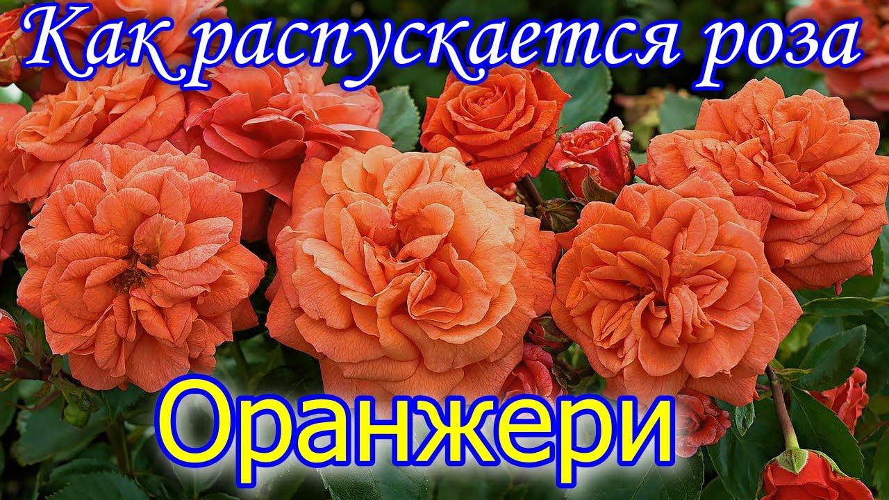 Как распускается роза Оранжери - Orangerie (Kordes 2016)