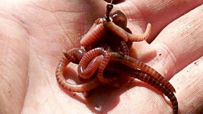 Как насадить на крючок червя.