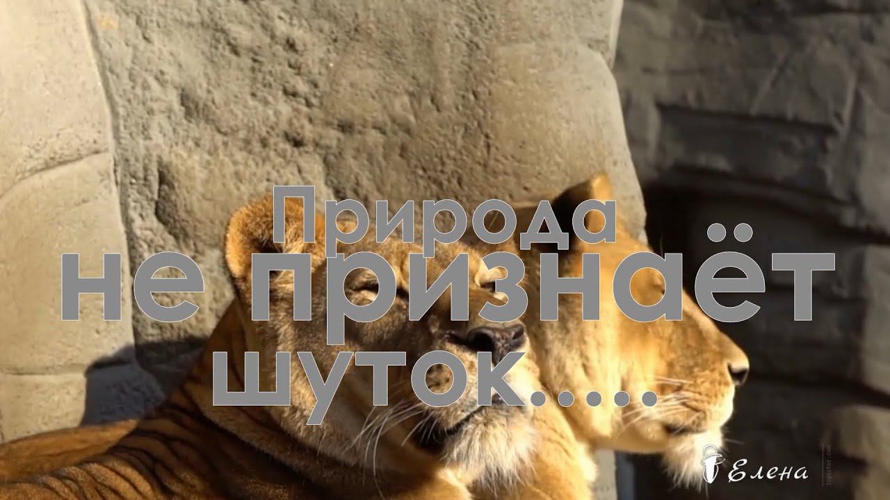 Природа не признаёт шуток*