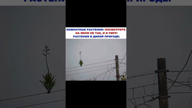 Цветочный #юмор ?#Смешные #картинки ? #Комнатныерастения #цветы #приколы #растения #смех #shorts