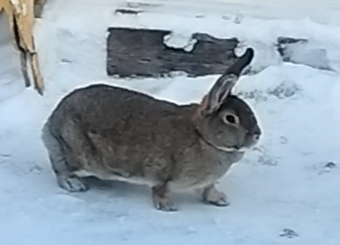 Ой какой хорошенький и большой кролик пришёл к котику!