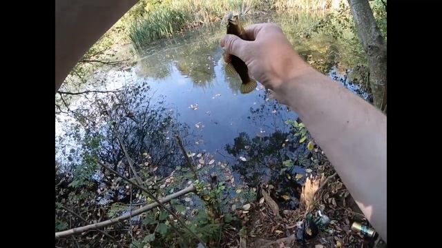 Дачный прудик, ротан на силикон.mp4