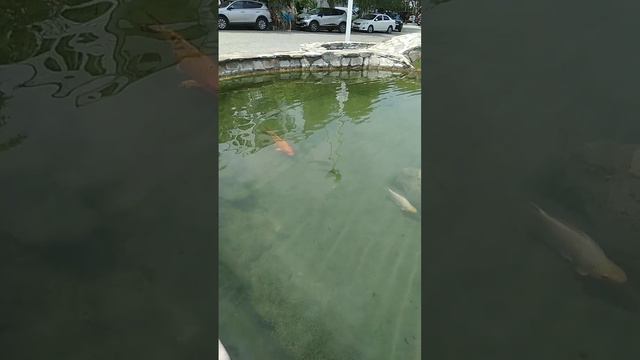 Золотистые карпы 🐠