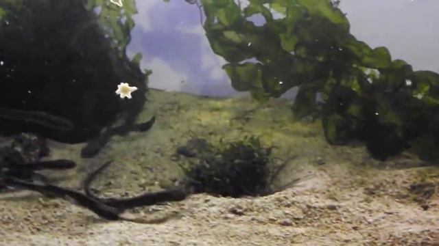 Экскурсия в океанариум спб, Кормление акулят кошачей акулы. Аквариумные акулы