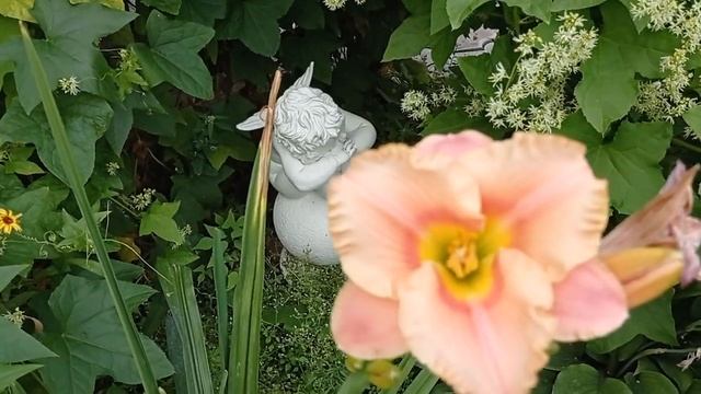 #лилейники2021#цветущие лилейники Мои лилейники 2021!.mp4