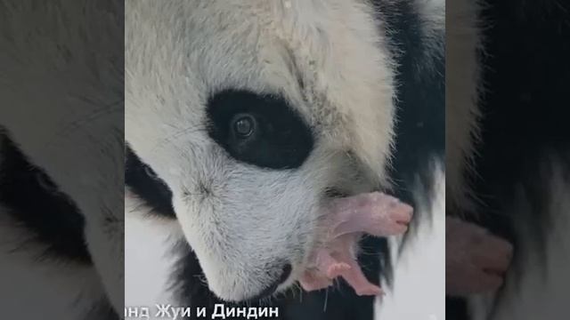 В Московском зоопарке родился первый в истории России детеныш большой панды

Россия ??