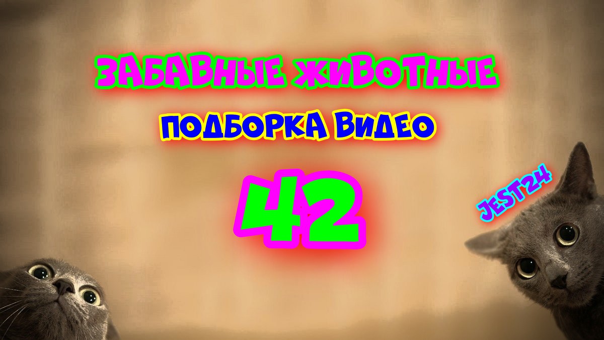 Забавные животные / Подборка видео №42