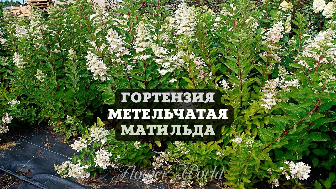 Обзор. Гортензия метельчатая Матильда.?