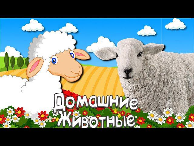 Домашние животные для детей Звуки животных для самых маленьких