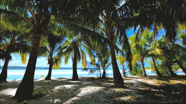 ? Нежный умиротворяющий шум моря и звуки природы среди пальм ?| Шум океана и крик чаек среди пальм