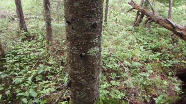 Ориентирование в прибрежной тайге Татарского пролива. Часть 3