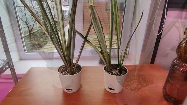 Сравнение Сансевиерии Бентл Сенсейшн и Сансевиерии Багор.