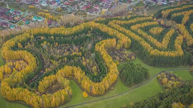Лесопарк Синягина. Как и от кого спасают уникальный лесопарк